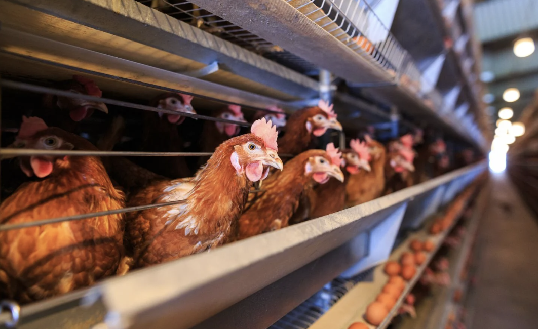 closeup of chickens in a factory farm